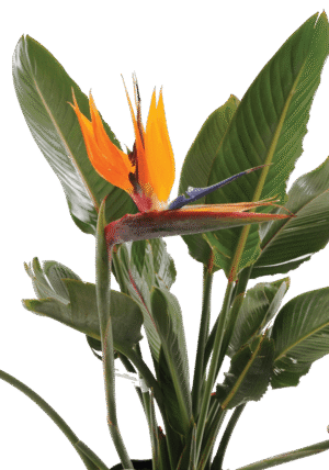 strelitzia-reginae-copy.png