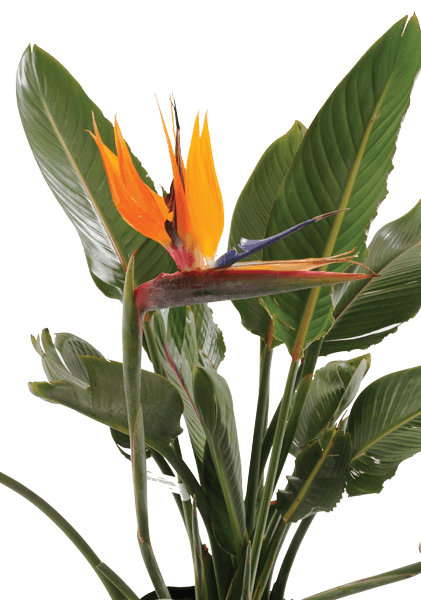 strelitzia-reginae-copy.png