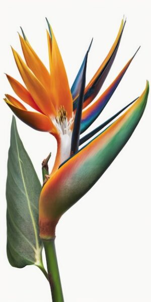 strelitzia-reginae-flower-bird-paradise-flower-with-leaf-tropical-flower-isolated-white-background-with-clipping-path_872147-38644.jpg