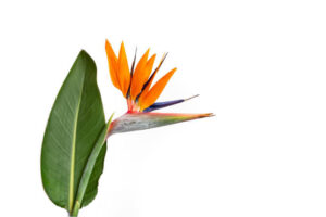 strelitzia-reginae-flower-or-bird-of-paradise-flower-with-a-leaf.jpg
