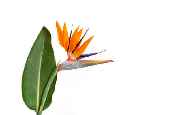 strelitzia-reginae-flower-or-bird-of-paradise-flower-with-a-leaf.jpg