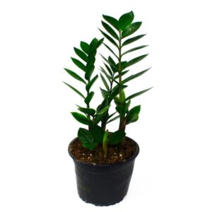 zamioculcas-14cm-image1-712110.jpg